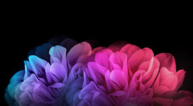 Colorful Flowers Dark Background951169959 272x150 - Colorful Flowers Dark Background - Flowers, Dark, Colorful, Background